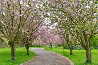 Baharda çiçek açan ihale sakura ağaçlar
