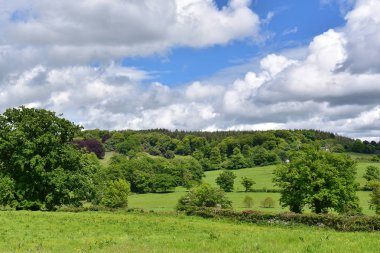 Masum parlak otlak agaist mavi gökyüzü