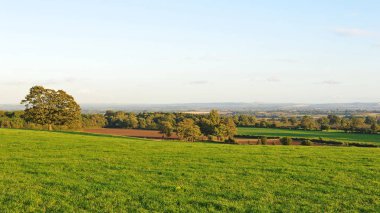 Masum parlak otlak agaist mavi gökyüzü