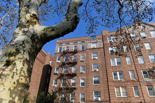 Bottom view of tree and buildings behind