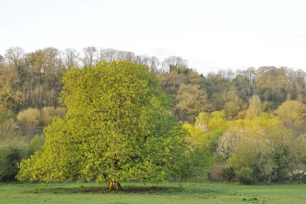 Champ Vert Avec Arbres Automnaux Sur Fond — Photo