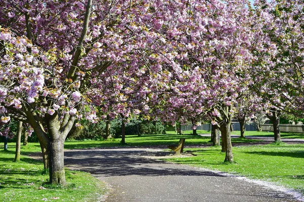 Árvores Sakura Macias Florescendo Primavera — Fotografia de Stock