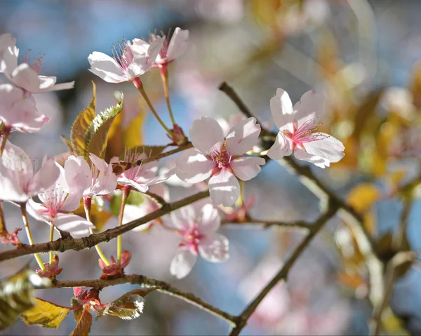 Fechar Árvore Florescente Com Flores Rosa Concurso Fundo Borrado — Fotografia de Stock