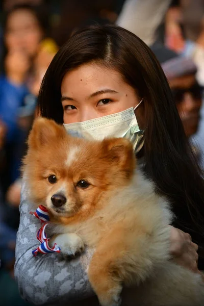 Bangkok Thailand Januari 2017 Mot Regeringen Demonstrant Håller Pomeranian Hund — Stockfoto