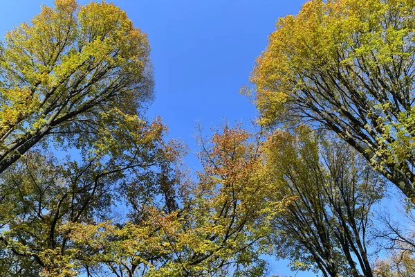 蓝天背景下的富绿树观 — 图库照片