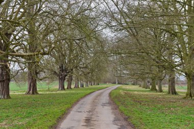 Yeşil çim ve ağaçların park yolu