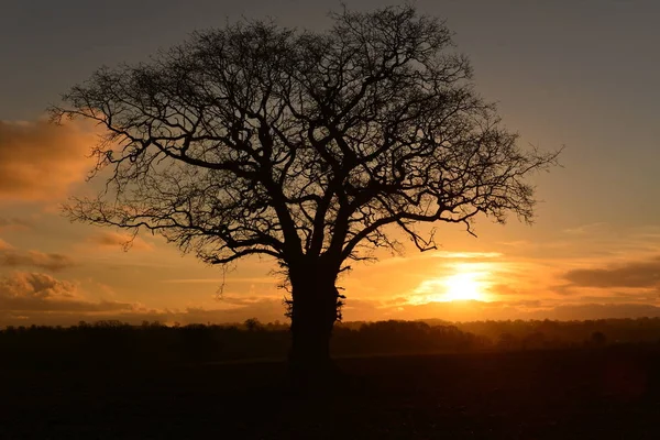 Coucher Soleil Orange Avec Nuages Arbres Horizon — Photo