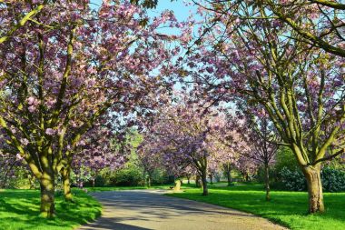 Park Sakura ağaçlar çiçek açan parlak pembe