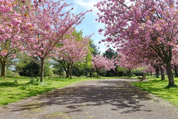 Malerischen Frühling Blick Auf Landstraße Gesäumt Von Kirschbäumen Mit Blüte — Stockfoto