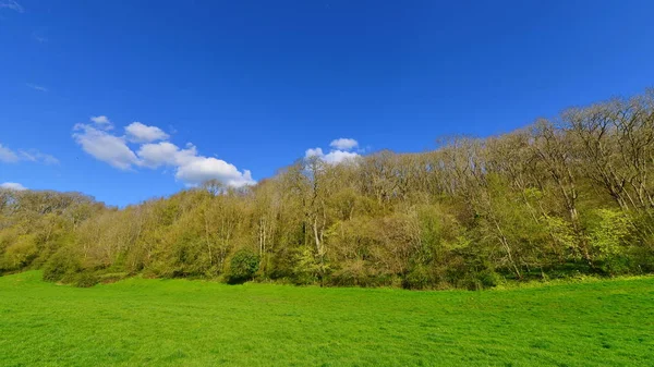 Grass Field Blue Sky Clouds — Stock Photo, Image