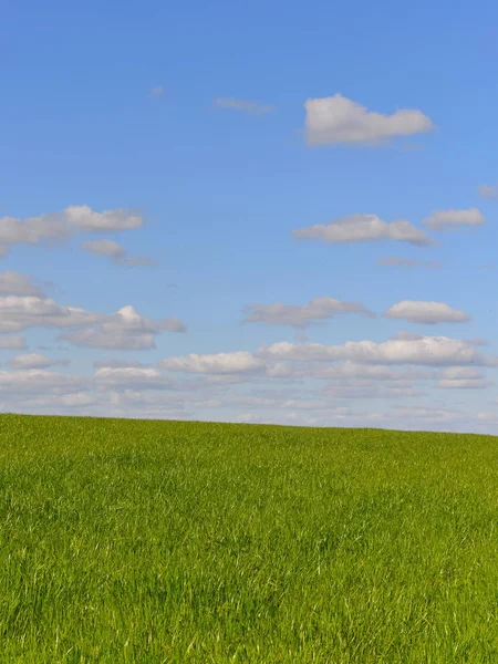 Trawa Pole Błękitne Niebo Chmurami — Zdjęcie stockowe