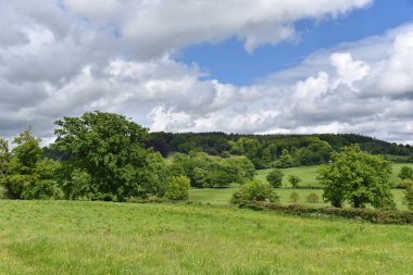 Yeşil Yapraklı Meşe Ağaçlarının Yeşil Çatlak Tarlasında Duruşunun Manzarası