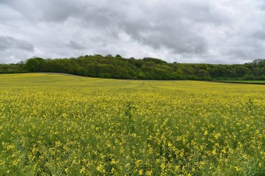 Bir Ağaç Çizgisi Yeşil Çimen Sahasının Manzarası