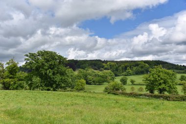 Geniş Açık Yeşil Çimen Tarlası Manzarası