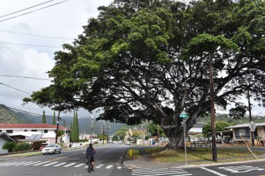 Sokaktaki güzel yaşlı ağacın manzarası 