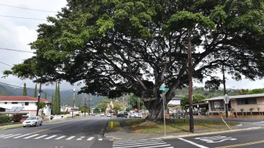 Sokaktaki güzel yaşlı ağacın manzarası 
