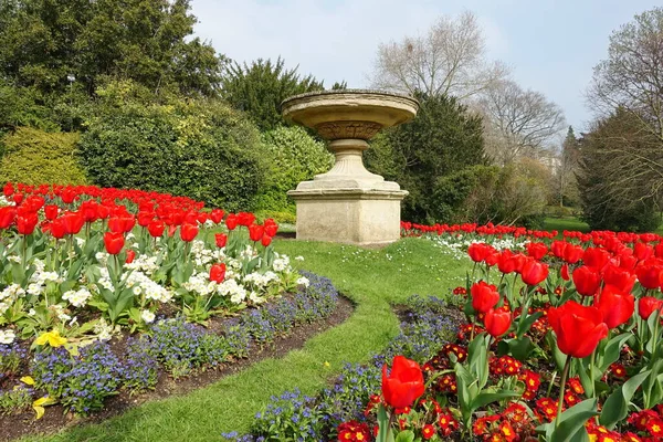 Beautiful Garden Flowers Plants — Stock Photo, Image