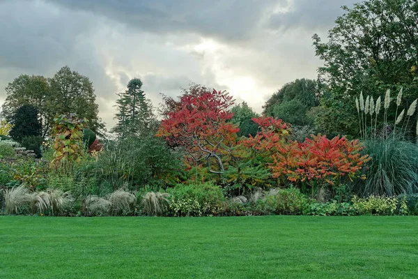 Осенний Пейзаж Деревьями Растениями — стоковое фото