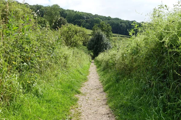 Pathway Surrounded Lush Greenery Cloudy Sky — Stock Photo, Image