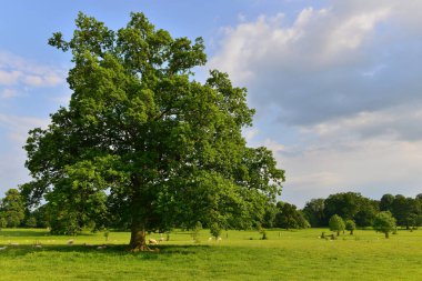 Bir ağaçla yaz manzarası 