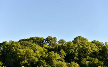 Ağaçlarla ve mavi gökyüzüyle manzara