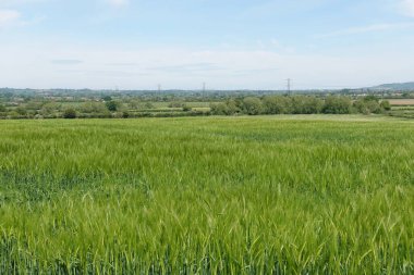 yeşil çayır ve mavi gökyüzü beyaz bulutlu