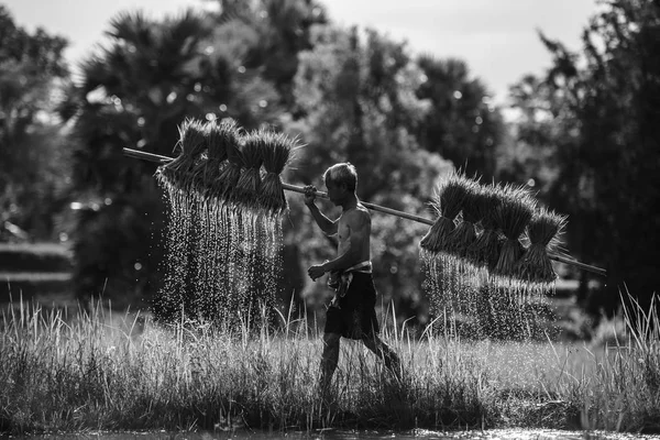 Gamla bonden arbete — Stockfoto