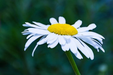 White Leucanthemum graminifolium spring wild flower