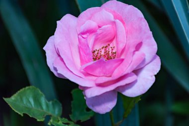 Pembe rosa chinensis bahar çiçek bitki