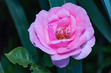 Pembe rosa chinensis bahar çiçek bitki