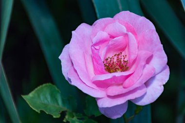 Pembe rosa chinensis bahar çiçek bitki
