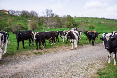 Bulgar kahverengi siyah beyaz yerli inek 'Bos Toros' memeliler - 09-04-2016 - Bistrets, Bulgaristan
