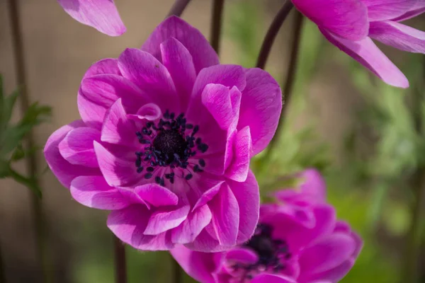 Rosa Anemone coronaria 'st. überbrückte gemischte botanische Gärten balchik, bulgaria — Stockfoto