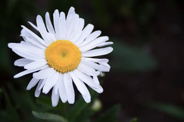 Beyaz papatya çiçek - Leucanthemum graminifolium bahar bahçe vahşi bitki-Moonflower