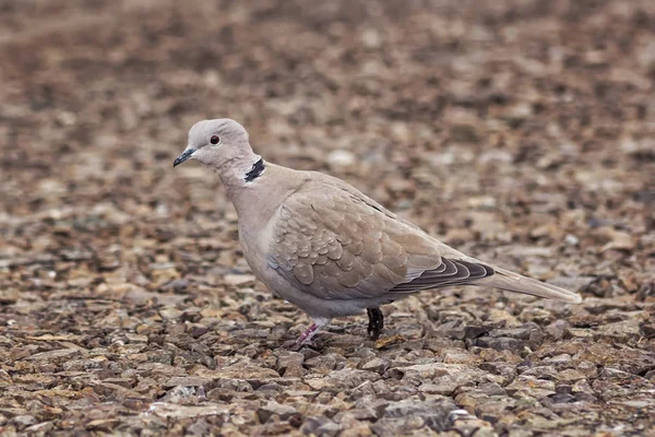 Pássaro de pomba selvagem Eurasiático Streptopelia decaocto caminhando ao longo do parque em Burgas, Bulgária — Fotografia de Stock