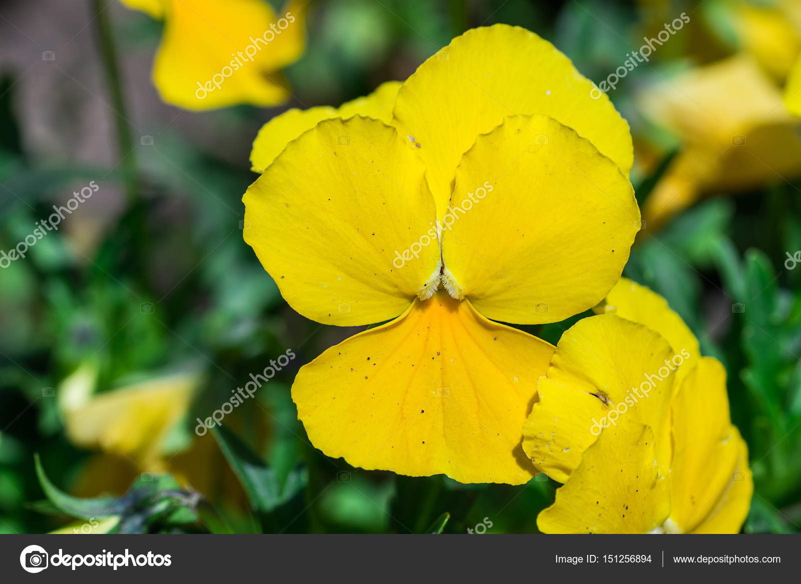 黄色のビオラ トリコロール春花の公園工場 ストック写真 C Miglenasaldateva Gmail Com