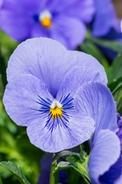 Mor Viola üç renkli bahar çiçek bitki Park