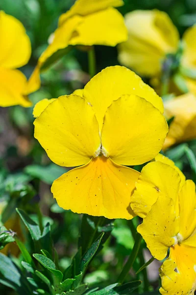 Желтый фиолетовый цветок весеннего цветка в парке — стоковое фото