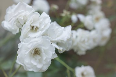 Güzel beyaz vahşi Kamelya çiçek bitki buket