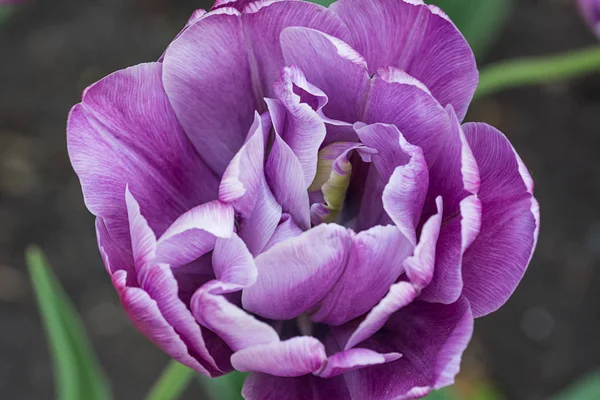 ピンク紫の牡丹の野生の花 - シャクヤク マスキュラ — ストック写真