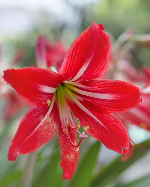 Red White Alstroemeria flower - Lilies of the incas — Stock Photo, Image