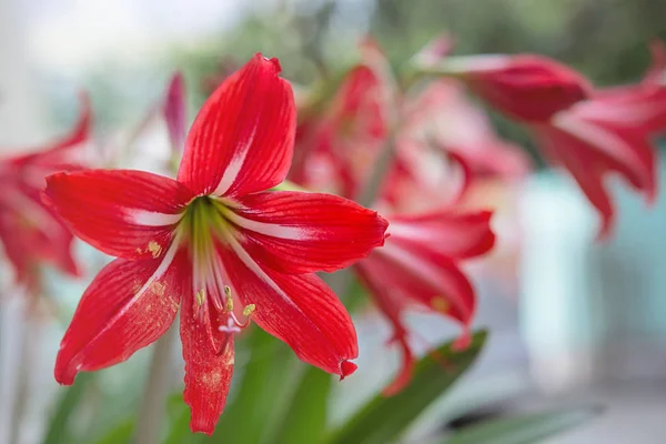 Rot weiße Alstroemeria Blume - Lilien der Inka — Stockfoto
