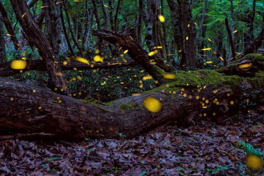 Büyülü peri orman, yaz aylarında güzel büyülü Fireflies