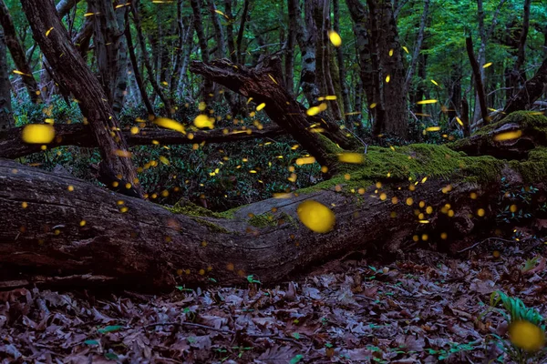 마법에 걸린된 요정 숲에서 여름에 아름 다운 마법의 반딧불 로열티 프리 스톡 이미지