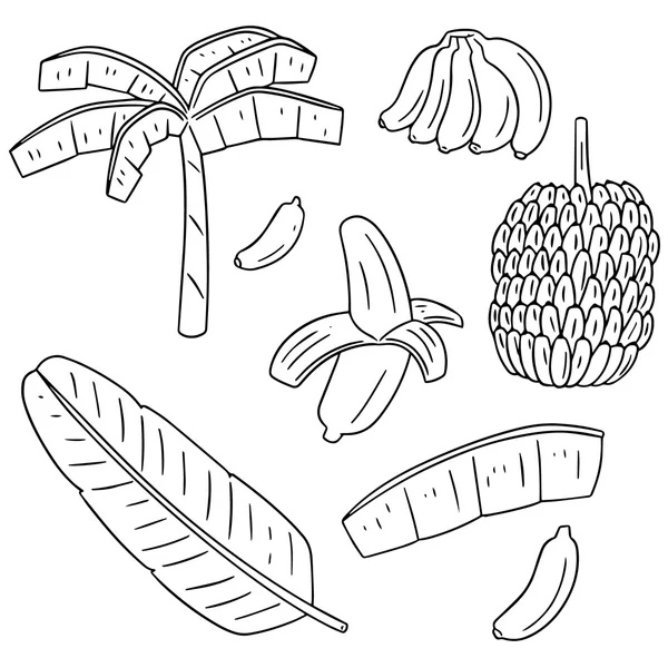 Vektor sadu banánovník — Stockový vektor