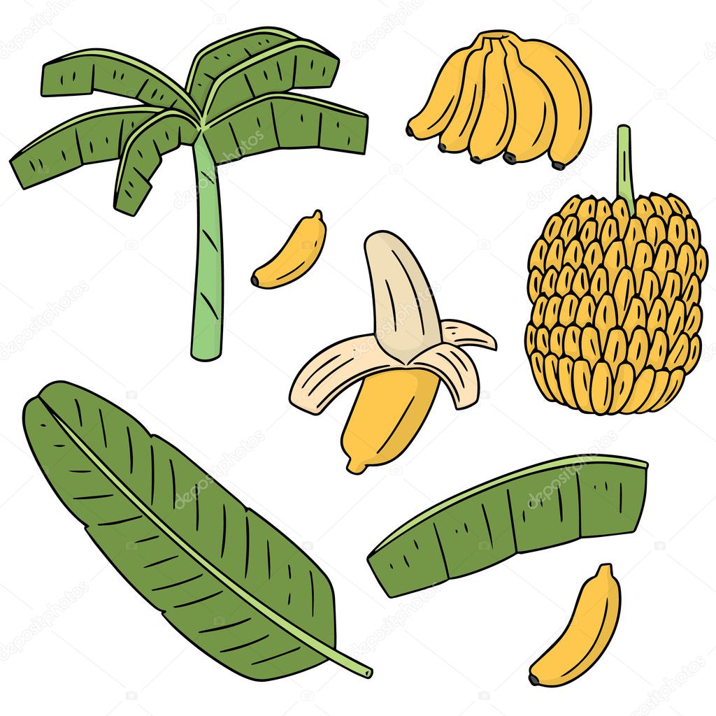 Vector set of banana tree Stock Vector Image by © #128562768 Vector set of banana tree Stock Vector Image by © #128562768