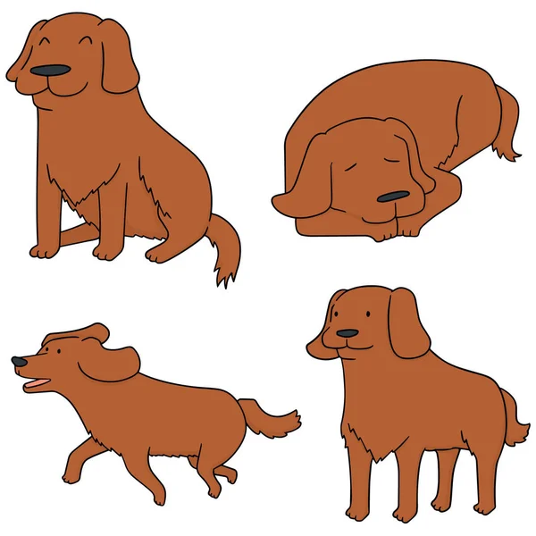 Vector conjunto de perro, golden retriever — Archivo Imágenes Vectoriales