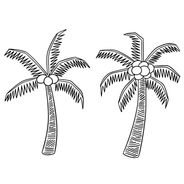 Vector conjunto de árbol de coco — Archivo Imágenes Vectoriales