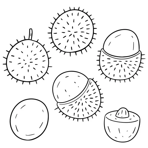 Vector set of rambutan — Stock Vector