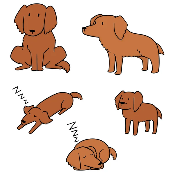Set vectorial de câine, Golden Retriever — Vector de stoc